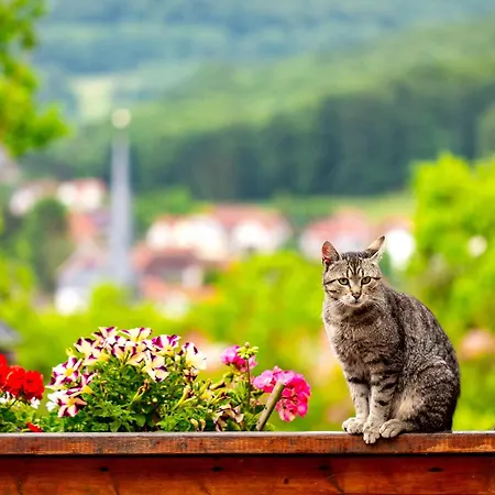 Am Sonnenstein Appartement