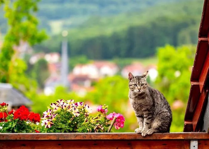 Am Sonnenstein דירה